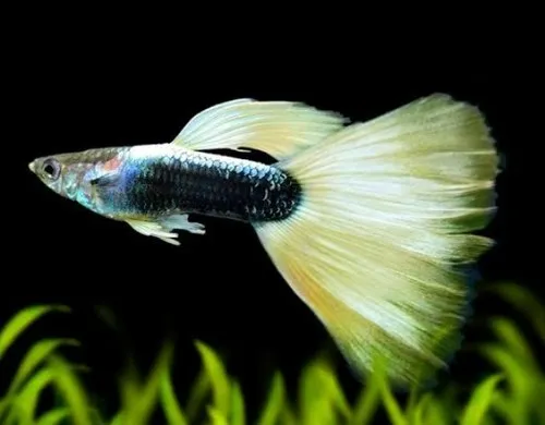Tuxedo Guppy